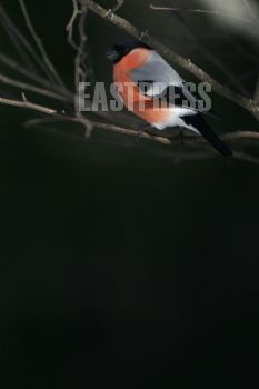 EA084509, Eastpress, Porvoo, Suomi